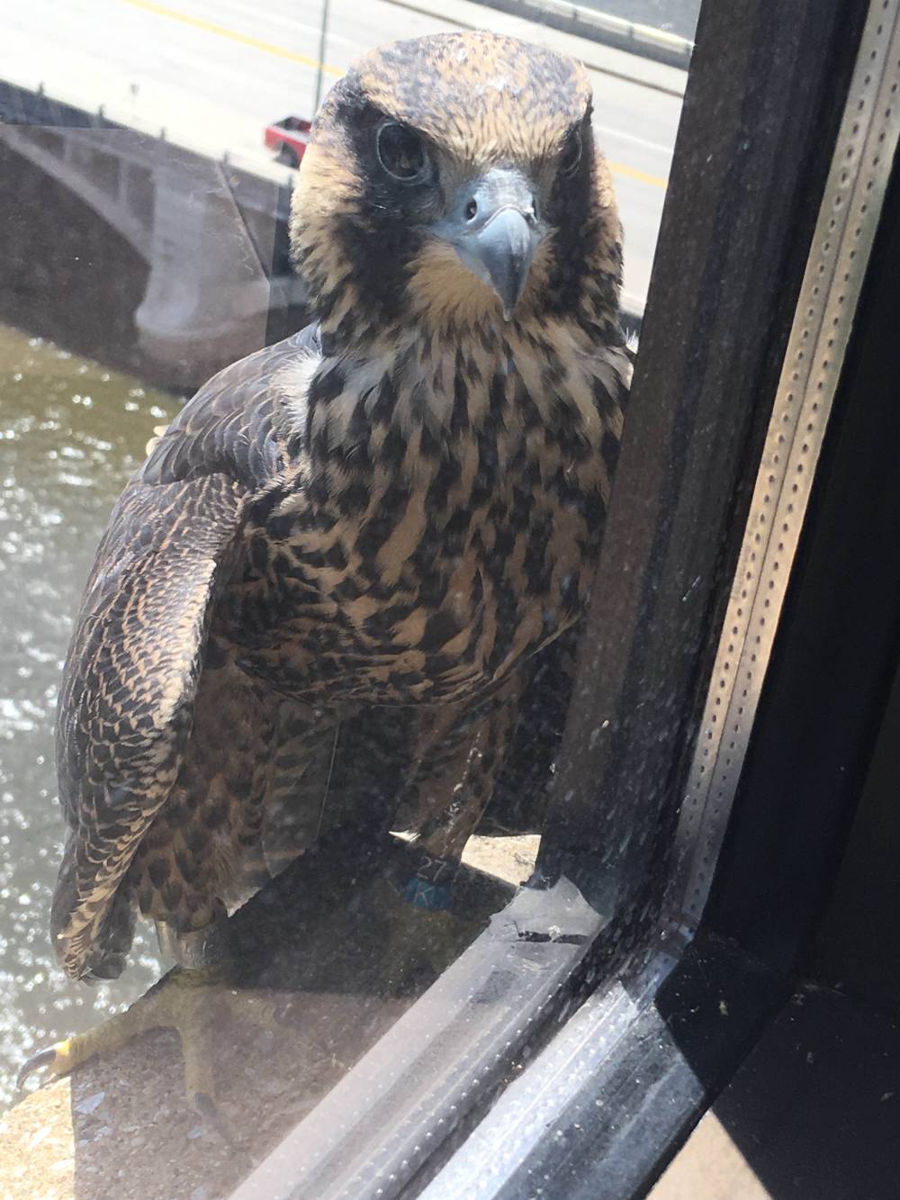Peregrine falcon takes a brief rest from learning to fly on an Eberhard Center window ledge
